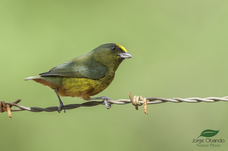 Olive-backed Euphonia