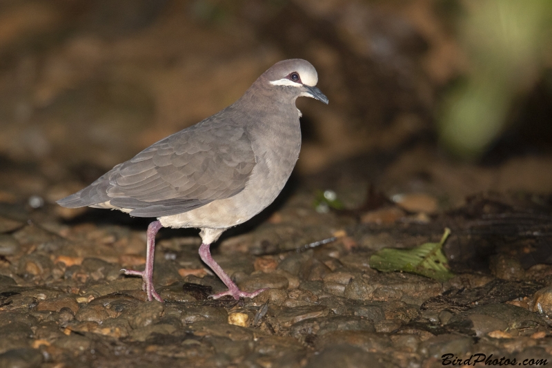 Olive-backed Quail-Dove