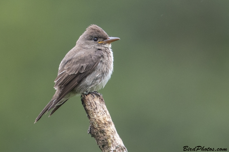 Olive-sided Flycatcher