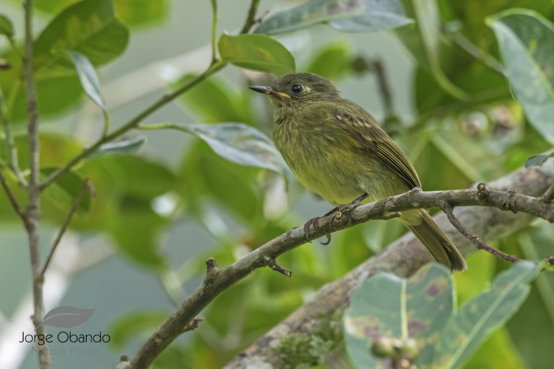 Olive-streaked Flycatcher