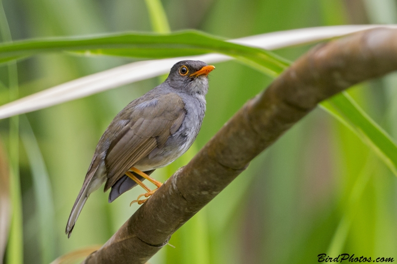 Orange-billed Nightingale-Thrush