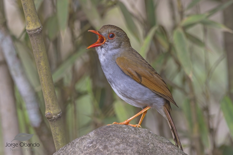 Orange-billed Nightingale-Thrush