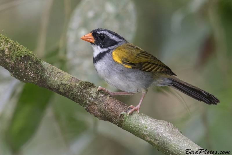 Orange-billed Sparrow