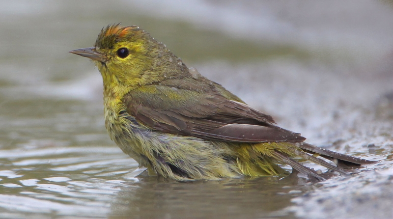 Orange-crowned Warbler