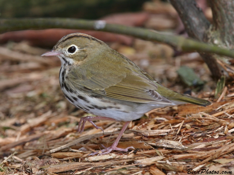 Ovenbird