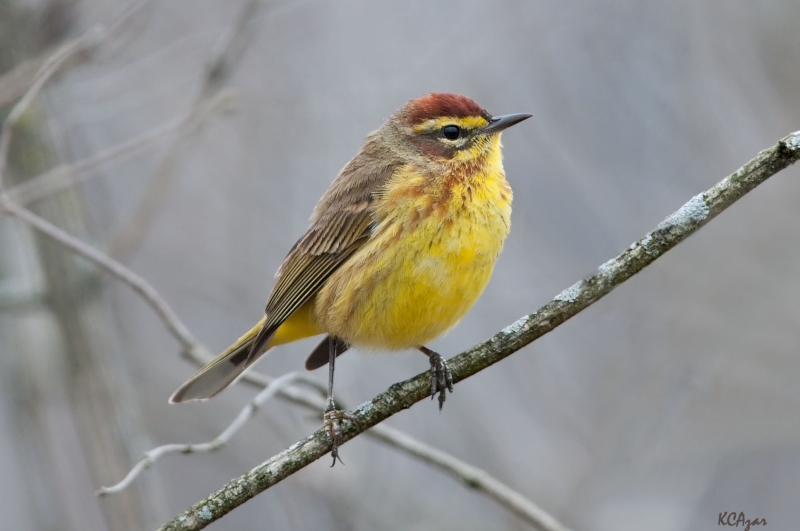 Palm Warbler