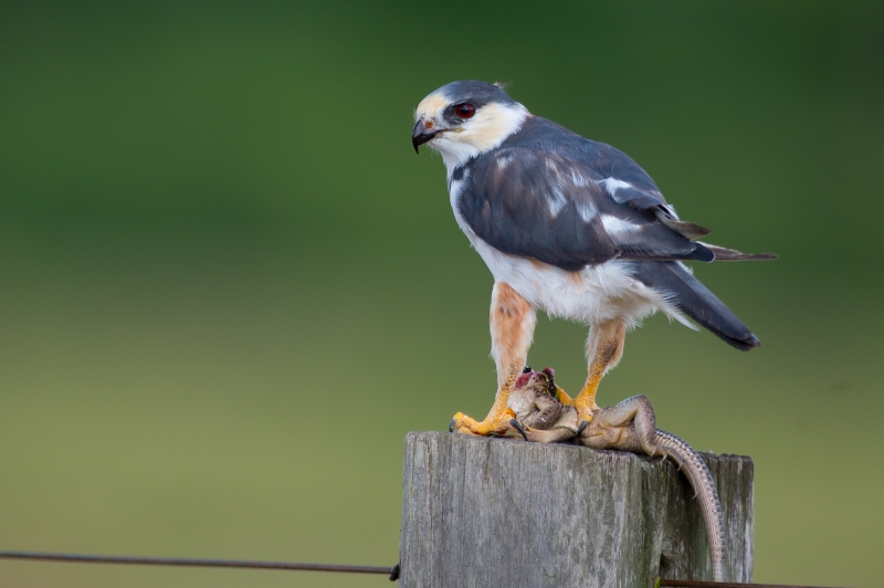 Pearl Kite