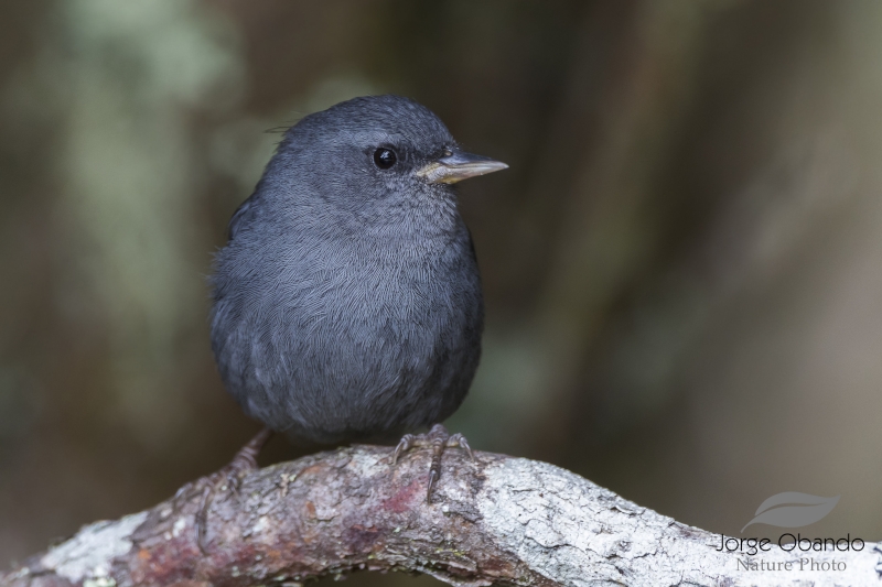 Peg-billed Finch