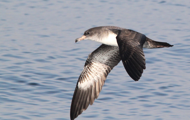 Pink-footed Shearwater