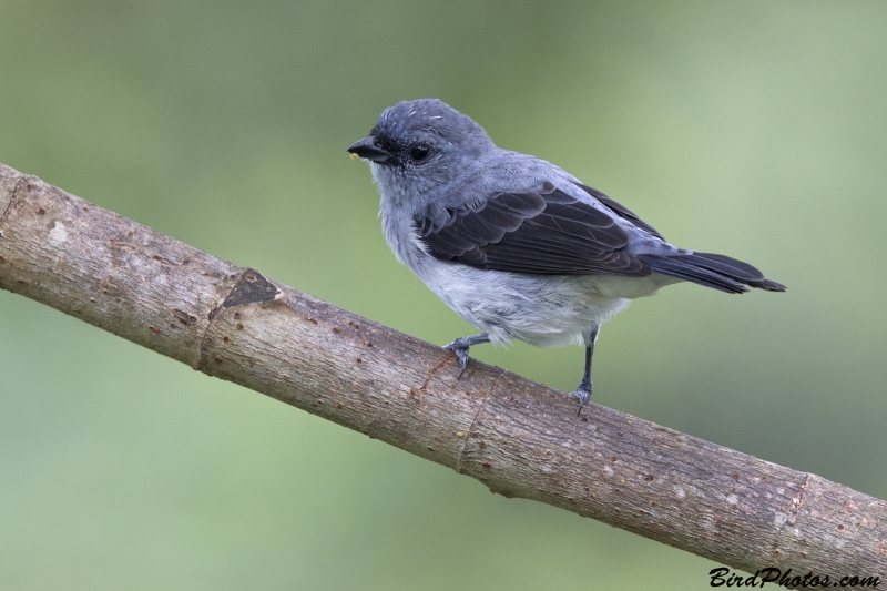 Plain-colored Tanager