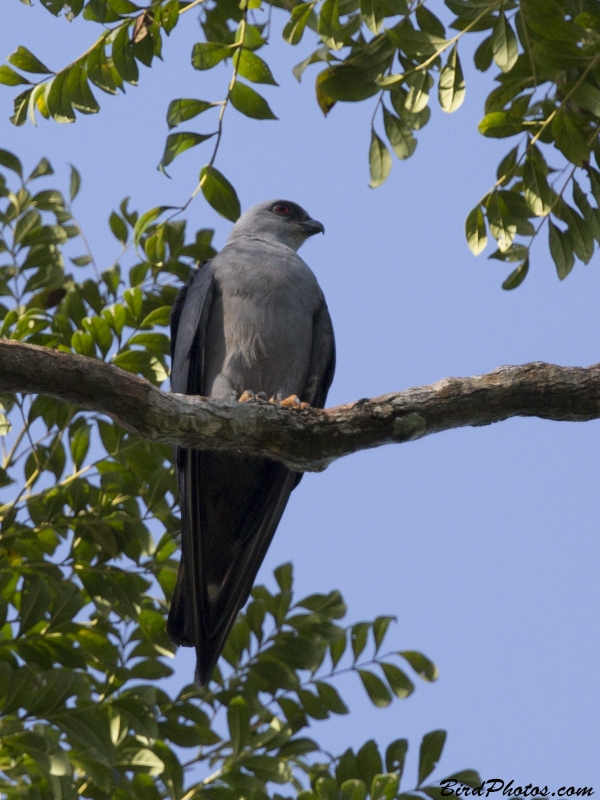 Plumbeous Kite