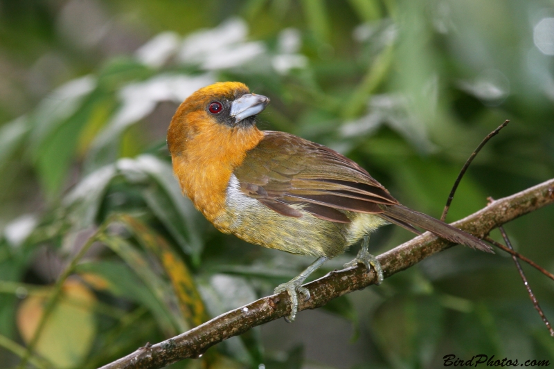 Prong-billed Barbet