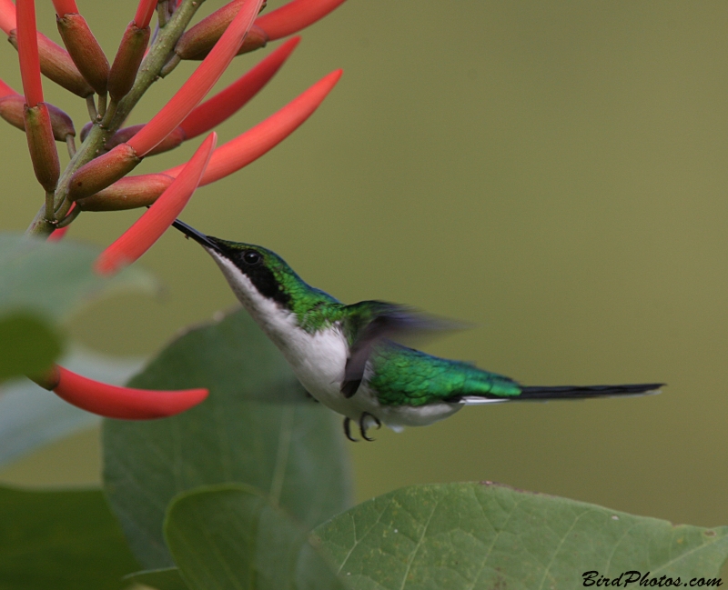 Purple-crowned Fairy