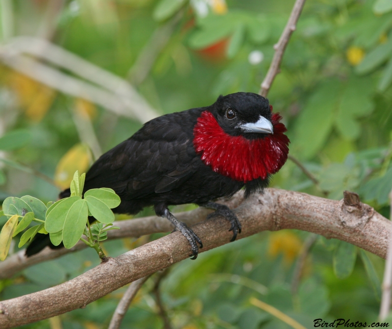 Purple-throated Fruitcrow