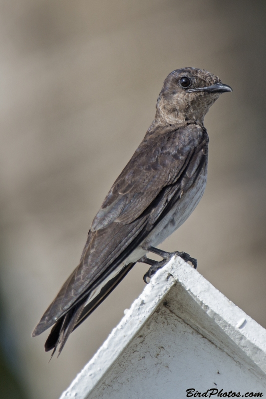 Purple Martin