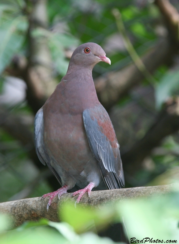 Red-billed Pigeon