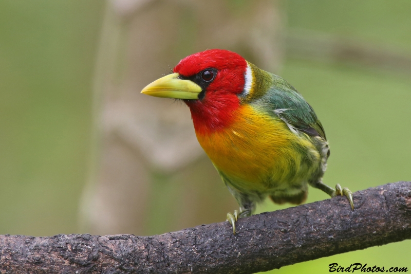 Red-headed Barbet