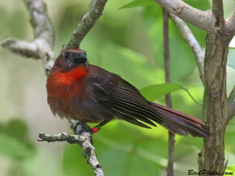 Red-throated Ant Tanager