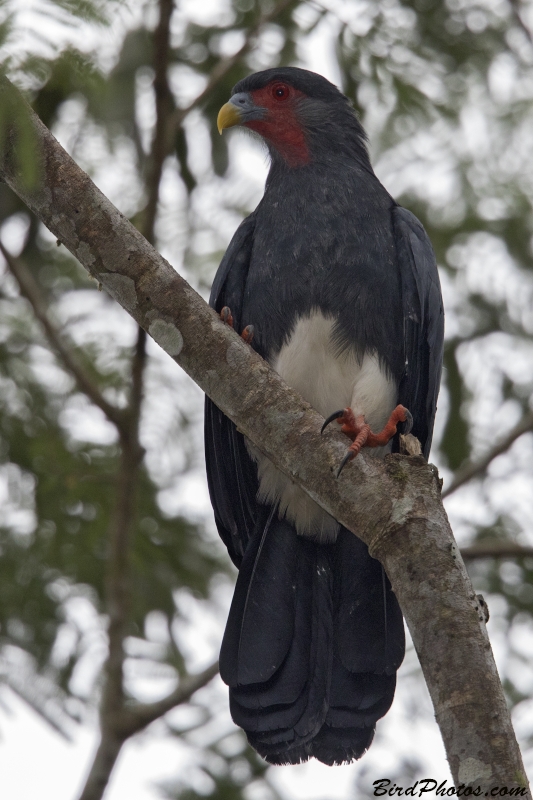 Red-throated Caracara