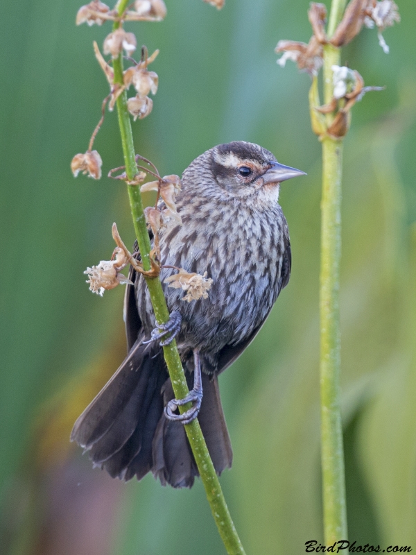 Red-winged Blackbird