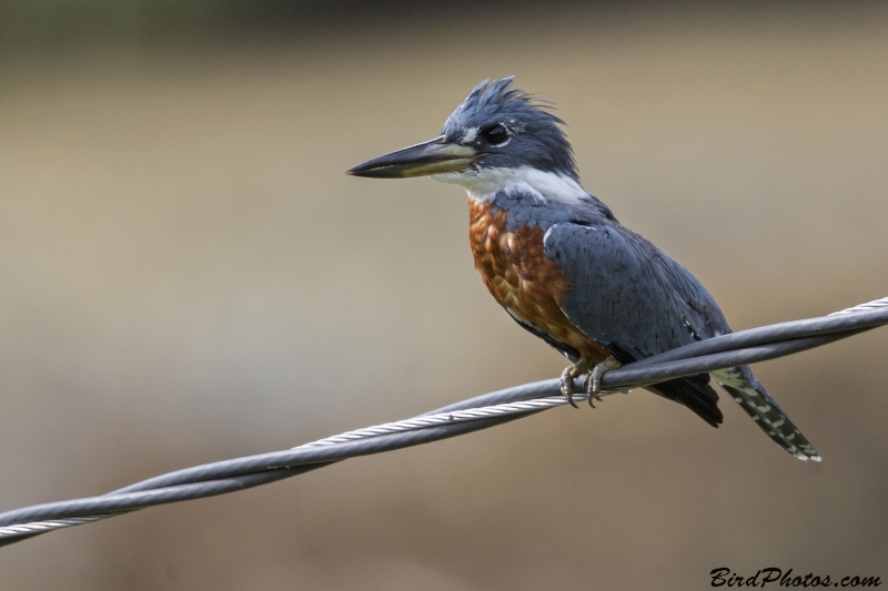 Ringed Kingfisher