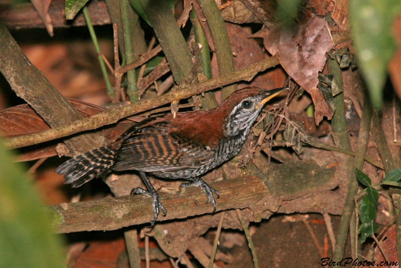 Riverside Wren