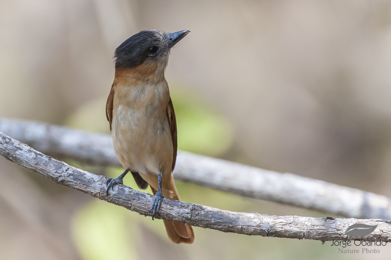 Rose-throated Becard