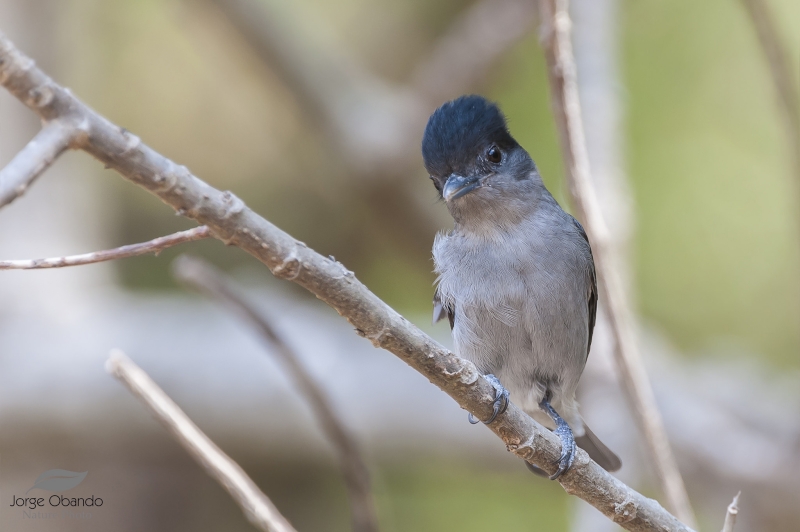 Rose-throated Becard