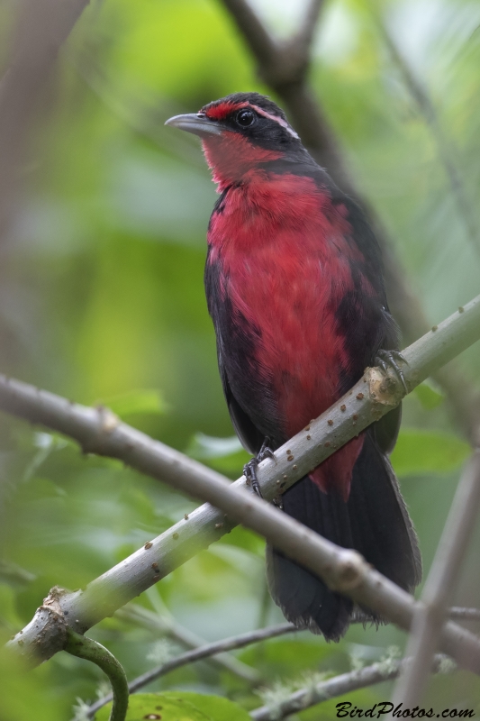 Rosy Thrush-tanager