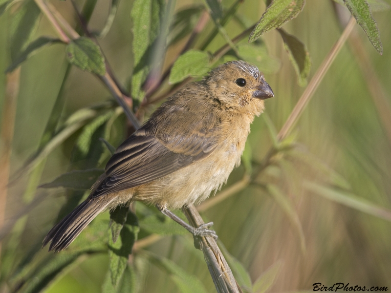 Ruddy-breasted Seedeater