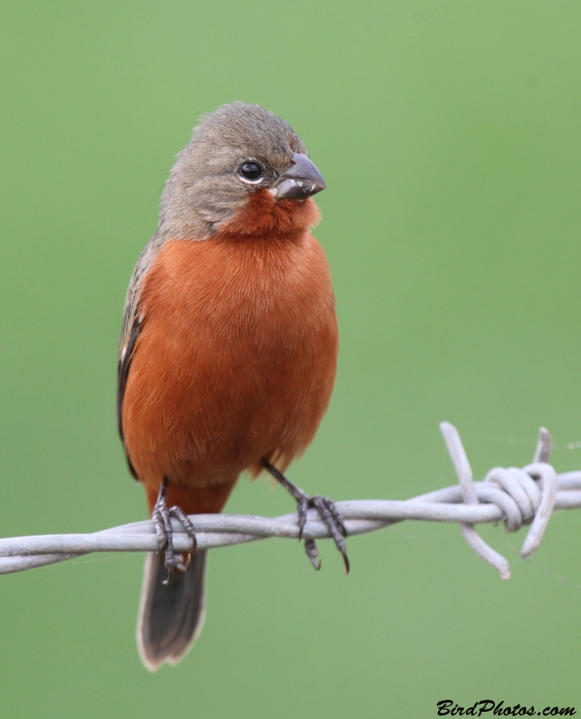 Ruddy-breasted Seedeater