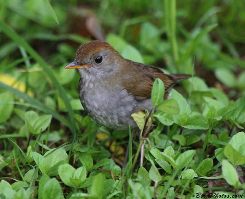 Ruddy-capped Nightingale-Thrush