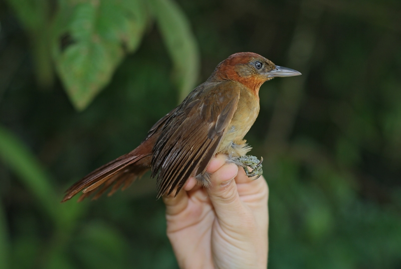 Ruddy Foliage-gleaner