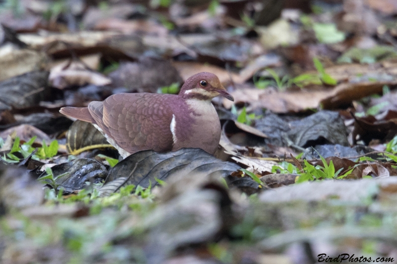 Ruddy Quail-Dove