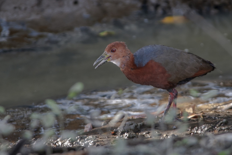 Rufous-necked Wood Rail