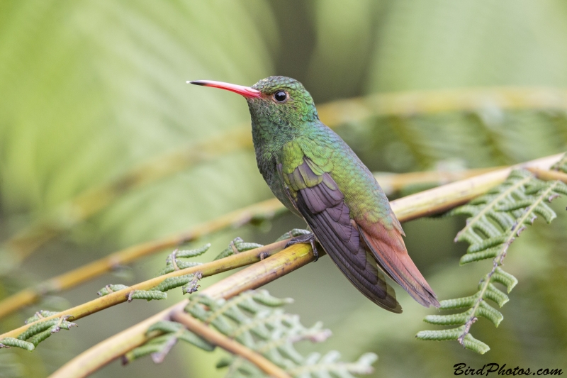 Rufous-tailed Hummingbird