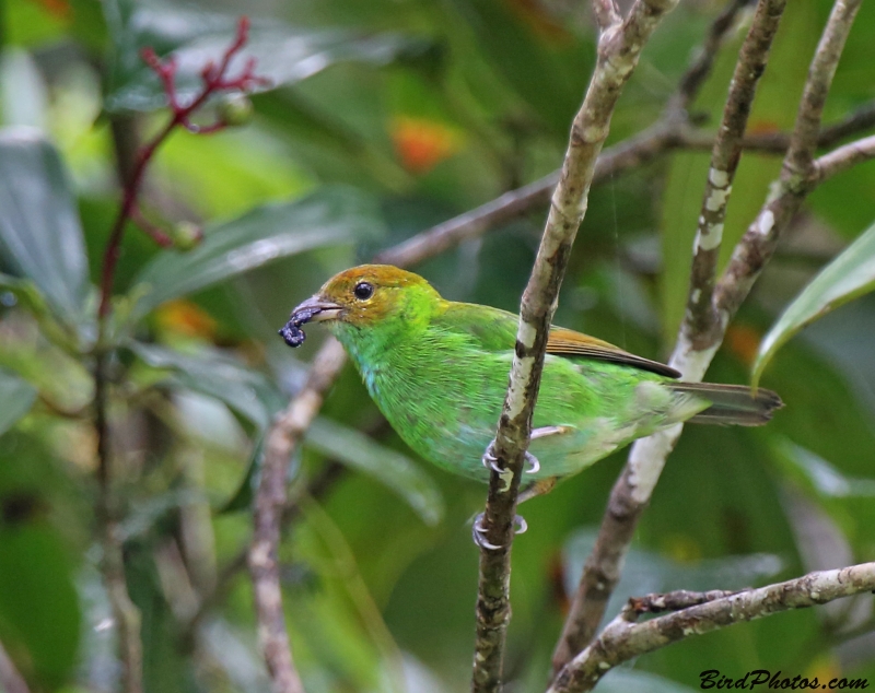 Rufous-winged Tanager