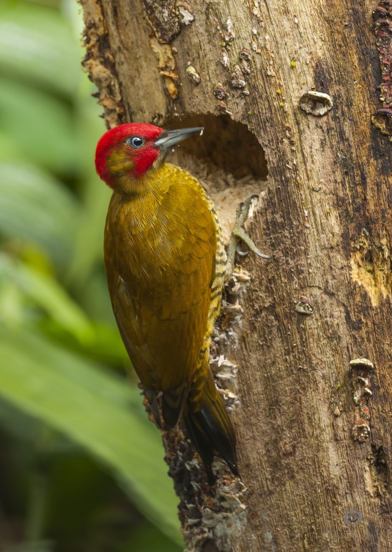 Rufous-winged Woodpecker