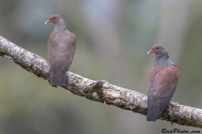 Scaled Pigeon