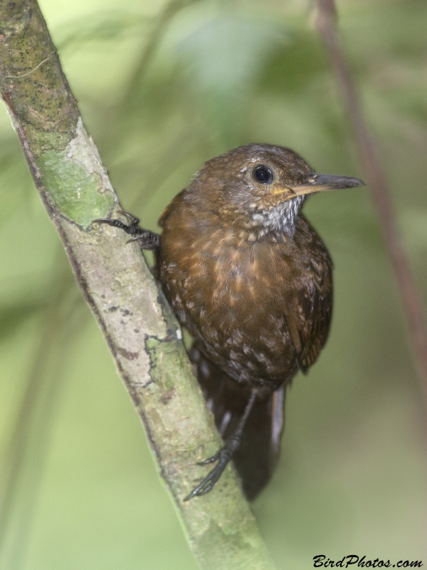 Scaly-throated Leaftosser