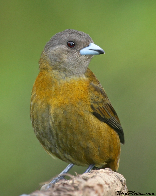 Scarlet-rumped Tanager