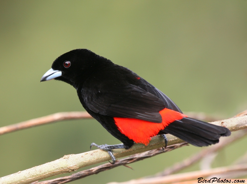 Scarlet-rumped Tanager