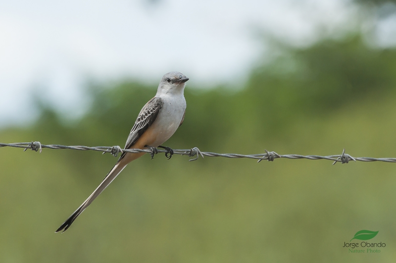 Scissor-tailed Flycatcher