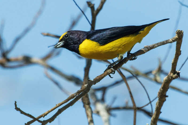 Scrub Euphonia