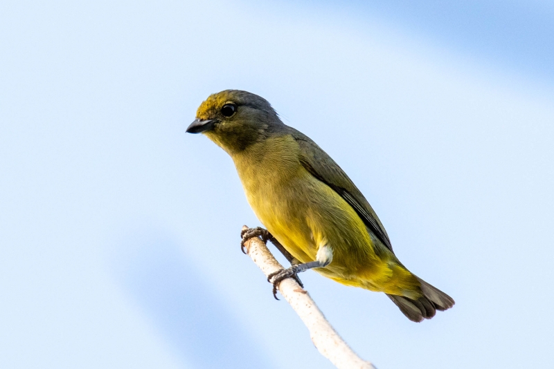 Scrub Euphonia