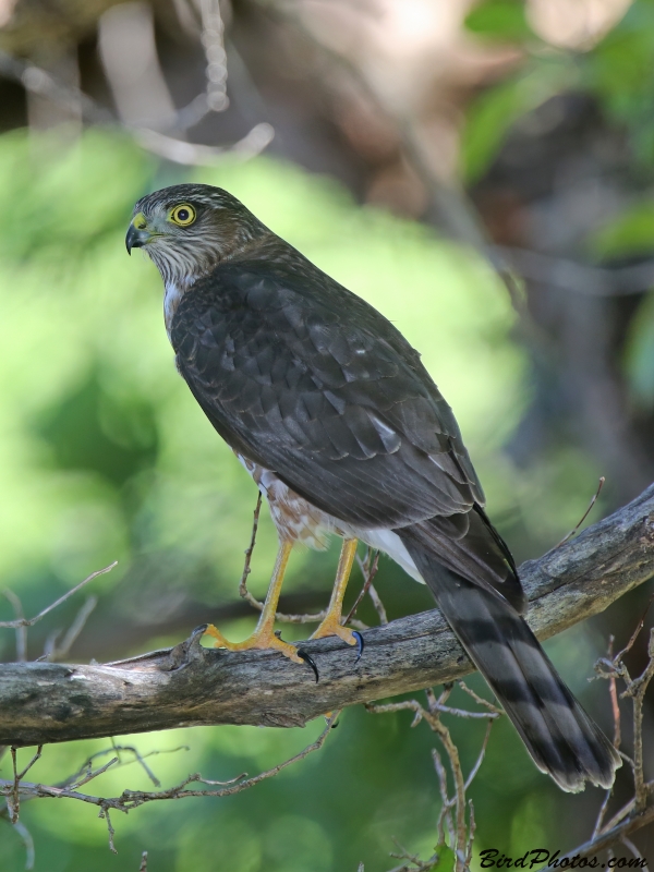 Sharp-shinned Hawk