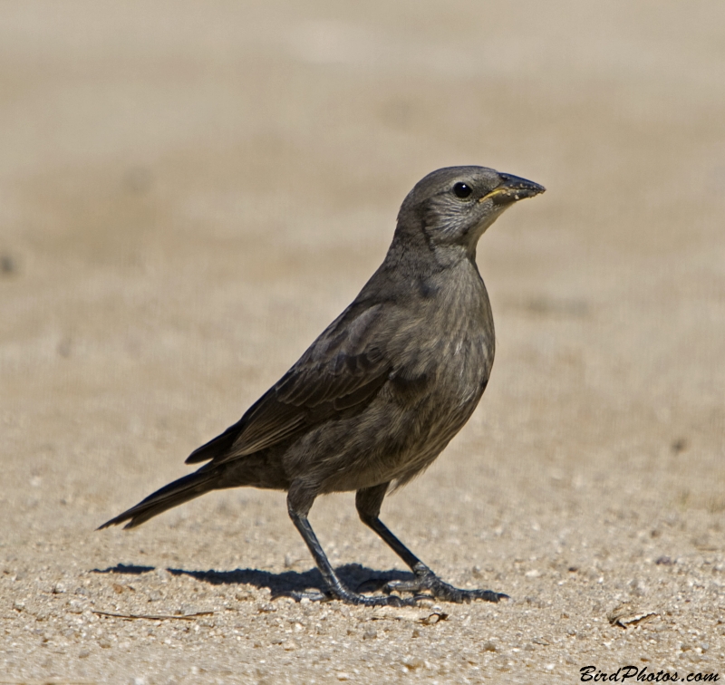 Shiny Cowbird