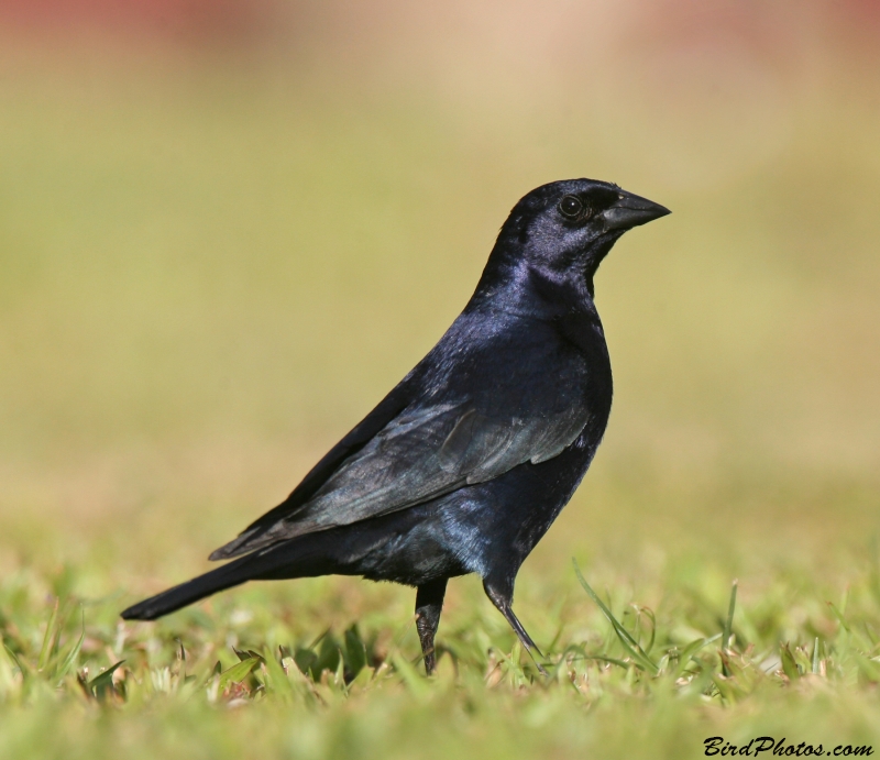 Shiny Cowbird