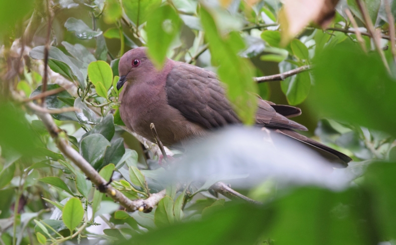 Short-billed Pigeon