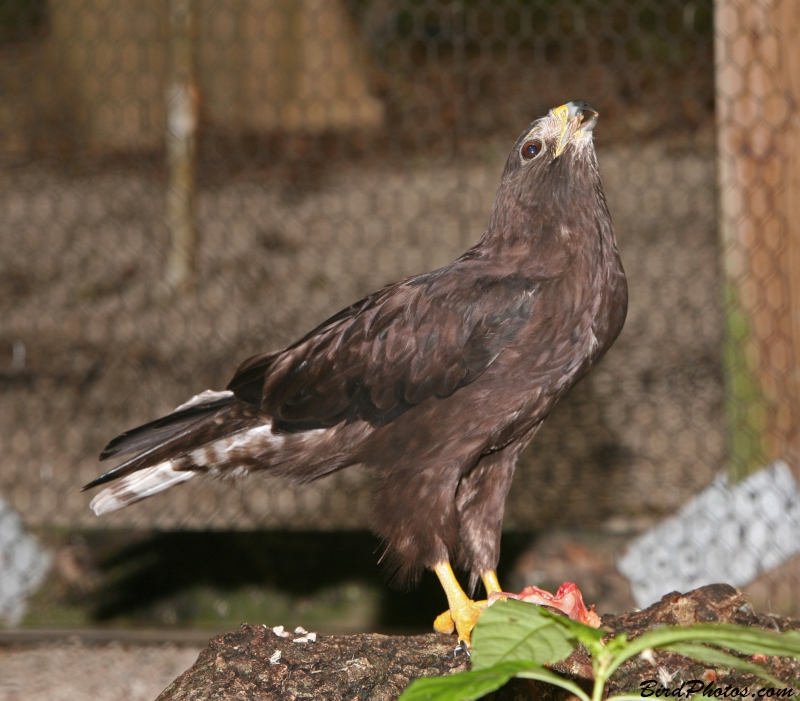 Short-tailed Hawk